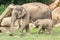 Elephant with elephant baby in zoological garden