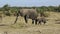 Elephant and elephant eating grass in an oasis in the savanna in the dry season