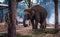 Elephant at the elephant farm in Chitwan national park, Nepal