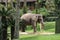 Elephant at Elephant Safari Park, Ubud, Bali, Indo