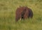 Elephant Elephantidae grazing in a meadow