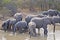 Elephant Elephants Group Drinking Water Savannah