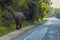An elephant emerges from the bush and walks beside a road near Medirigiriya, Sri Lanka