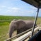 Elephant encounter