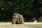 Elephant enjoy natural river bathing