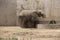 Elephant enjoying the clean, cold water