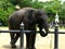 Elephant Enjoying His Lunch