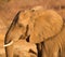 Elephant enjoying the water and mud at waterhole