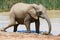 Elephant in ethosa national park