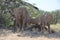 Elephant, Etosha National Park