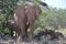 Elephant, Etosha National Park