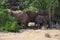 Elephant, Etosha National Park