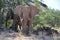 Elephant, Etosha National Park