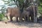 Elephant, Etosha National Park