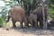 Elephant, Etosha National Park