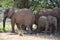 Elephant, Etosha National Park