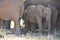 Elephant, Etosha National Park