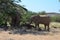 Elephant, Etosha National Park