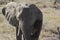 Elephant in Etosha National park, taken near a waterhole