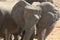 Elephant in Etosha National park, taken near a waterhole