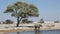 Elephant at Etosha waterhole