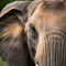 Elephant eye portrait, expressive and emotive feature of majestic animal