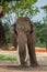 Elephant Facing Camera with Ears Partly Extended from Body