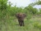 Elephant facing the camera in Kruger National Park