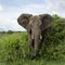 Elephant facing, Serengeti