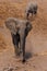 Elephant, famale and baby,  going for a drink