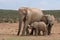 Elephant Family