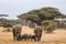 Elephant family in Amboseli