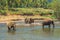 Elephant family Asia Elephants