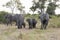 Elephant family with babies coming out the bush at early morning, Botswana, Africa