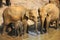 Elephant family with baby at the bank of the river