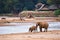 Elephant family on the banks of a river in the middle of the National Park