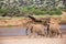 Elephant family on the banks of a river in the middle of the National Park