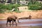 Elephant family on the banks of a river in the middle of the National Park