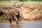 Elephant family on the banks of a river in the middle of the National Park