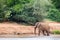 Elephant family on the banks of a river in the middle of the National Park