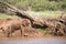 Elephant family on the banks of a river in the middle of the National Park