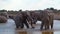 Elephant family bathing action in a waterhole Africa