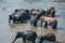 Elephant Family Bathing at Pinnawala Elephant Orphanage