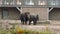 Elephant family in Berlin Zoo. Closeup shot.