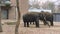 Elephant family in Berlin Zoo. Closeup shot.