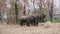 Elephant family in Berlin zoological garden.