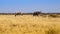 Elephant Family in Botswana, Africa