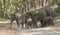 Elephant Family crossing the main road