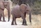 Elephant family crossing a road