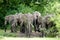 Elephant Family drinking Water